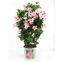 Afbeelding van Kp19 Sundaville Rek Cream